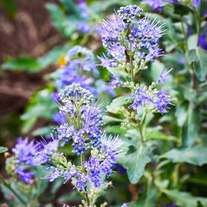 Meet your Posher, Nora